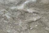 Fossil Bird Tracks - Green River Formation, Utah #106129-5
